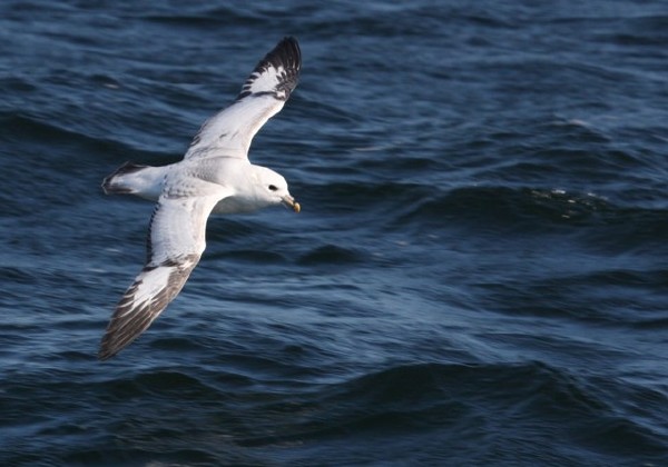 Northern Fulmar